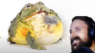 Forsen Reacts | Feeding My GIANT AFRICAN BULLFROG (Eats Everything In Sight)