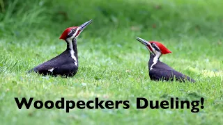 Pileated Woodpeckers Dueling! Seriously