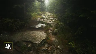 Walking in the Rain & Fog to a secret Cave (Binaural Rain on Umbrella) | Germany | NATURE ASMR 4K