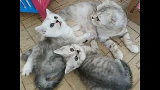 МЯУКАНЬЕ КОШКА И КОТЯТА СКОТТИШ ФОЛД СКОТТИШ СТРАЙТ 😻 ШОТЛАНДСКИЕ КОТЯТА МЯУКАЮТ КОТЫ 2020