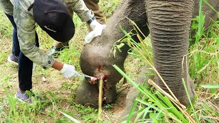 Humanity! Elephant suffering from Abscess in the leg carefully treated & given the life again