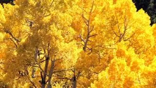 Жан Татлян Осенний свет. Jan Tatlyan. Autumn Light Colorado Fall  by A. Lerner