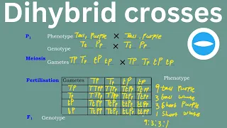 Genetics | Dihybrid crosses | Blood grouping | Life science grade 12