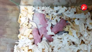 [ Day 1 ] Roborovski Dwarf Hamster Babies Growing Up |  | Hamster Survival 🐹33