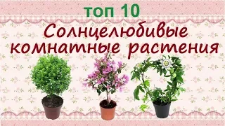 Растения для южных окон//ТОП 10