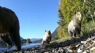 British Columbia Trail Cam Footage #2