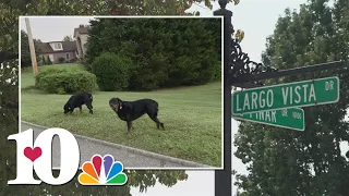 Small dog and owner attacked near Farragut by two larger dogs