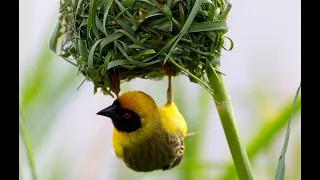 Weaver Bird -  Building Nest | How Birds Build Their Nest
