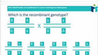 Linked Genes - IB Biology Revision Notes