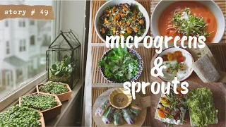 🌱Growing MICROGREENS & SPROUTS on My Apartment's Window Sill + Ideas on How to Eat Them