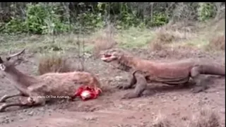 🔴 [LIVE] Cruel Death | Komodo Dragons Attack Deer and Eat Alive | Hero Of The Animals full HD