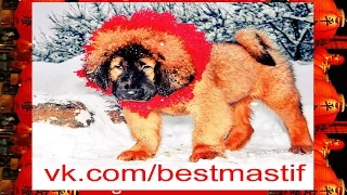 Тибетские Мастифы (наши питомцы зимой 2013г) Сейчас собаки НАМНОГО крупнее и пушистее!