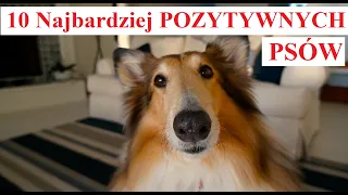 10 Najbardziej POZYTYWNYCH Psów