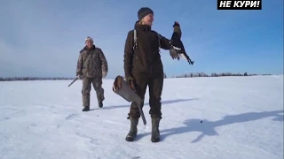 Blonde on the hunt. Hunting for grouse on a Lek