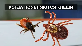 Когда появляются клещи весной и осенью