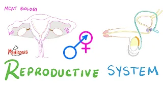 Reproductive System | Biology | MCAT