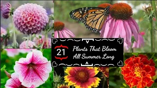 21 BEAUTIFUL PLANTS THAT BLOOM ALL SUMMER