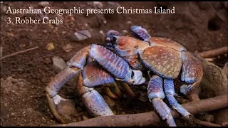 Australian Geographic presents Christmas Island - Part 3: Robber Crabs