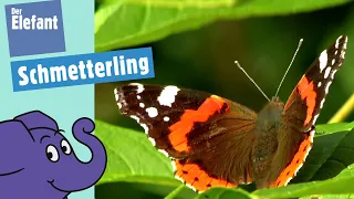 Haben Schmetterlinge einen Rüssel? | Der Elefant | WDR