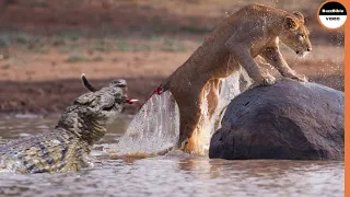 Lions In The Water Are Like Fish To This Crocodile