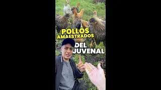 John Valverde PASTANDO los pollos de Juvenal