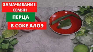 Замачивание семян перца в соке алоэ и по лунному календарю.