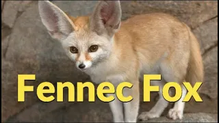 Information about fennec fox