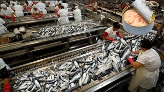 How Sardines Are Made | Production Process Of Tuna