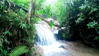 waterfall sound therapy,heavy rain and birds to refresh the mind and calm.