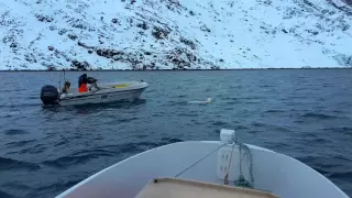 Nanoqfangst i Nuuk