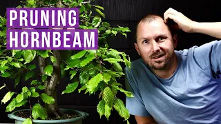 Hornbeam Bonsai Pruning: Pruning Vigorous Spring Growth of My European Hornbeam