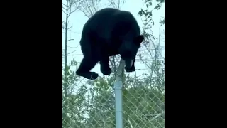 Медведь перелезает через забор на польско-белорусской границе