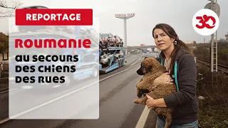 Roumanie : Au secours des chiens des rues