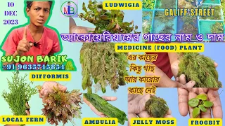 AQUARIUM PLANTS | AQUATIC PLANTS | NAME & PRICE | GALIFF STREET, KOLKATA | A FEW RARE PLANTS | 10DEC