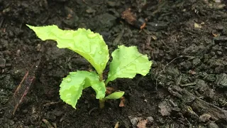 A Quick Method of Growing Cherry Seedlings