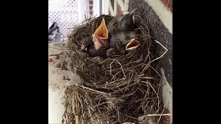 Robin Eggs from Hatch to Leaving the Nest