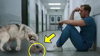 A Crying Wolf Placed a Lifeless Creature at the Doctor's Feet, Then a True Miracle Happened!