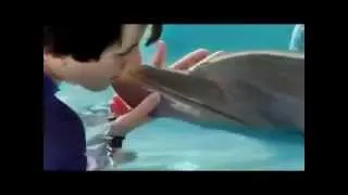 Dolphin Tale 2  Official Trailer Taser