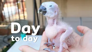 How baby macaw grows up | From the hatch until the eyes opened