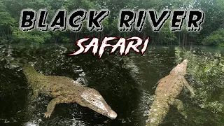 Close Encounters With Crocodiles In The Swamp | Black River Safari