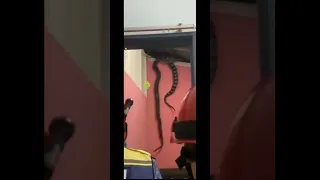 Giant pythons fall threw ceiling of a apartment