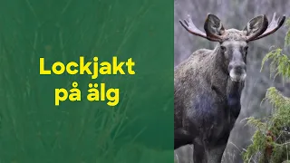 Lockjakt på älg! Två skottscener.