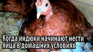 Когда индюки начинают нести яйца в домашних условиях