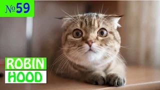 ПРИКОЛЫ 2017 с животными. Смешные Коты, Собаки, Попугаи // Funny Dogs Cats Compilation. Март №59
