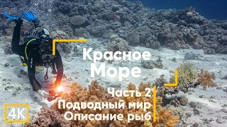 Рыбы Красного моря (с описанием). Часть 2. Египет. Дайвинг. (Сафага, Абу-Макади)