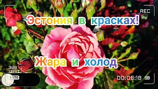 Эстония. жара...холодное море...и всего по чуть-чуть..