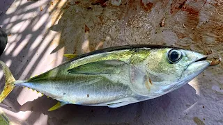 TUNA FISH CUTTING VIDEOS | Fish Cutting In Maldives Local Fish Market | seafood