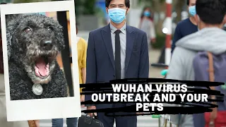 Flu Outbreak and Your Dogs and Cats