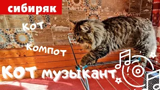 КОТ МУЗЫКАНТ | КОТ КОМПОТ