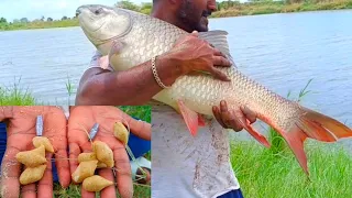 Guccha Gal Fishing | Fishing Videos | Unbelievable Fishess Catching